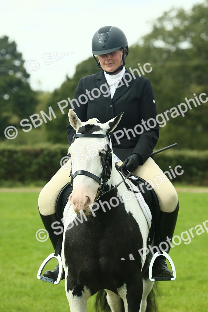 SBM_66438 - S34 - Rehabilitated Rescue Horse & Pony In Hand & Ridden