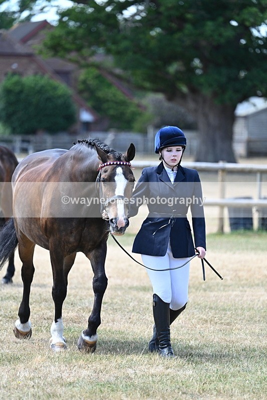 WJ7_2300 - Class 5a Most Handsome Gelding in hand (above 14.2hh)