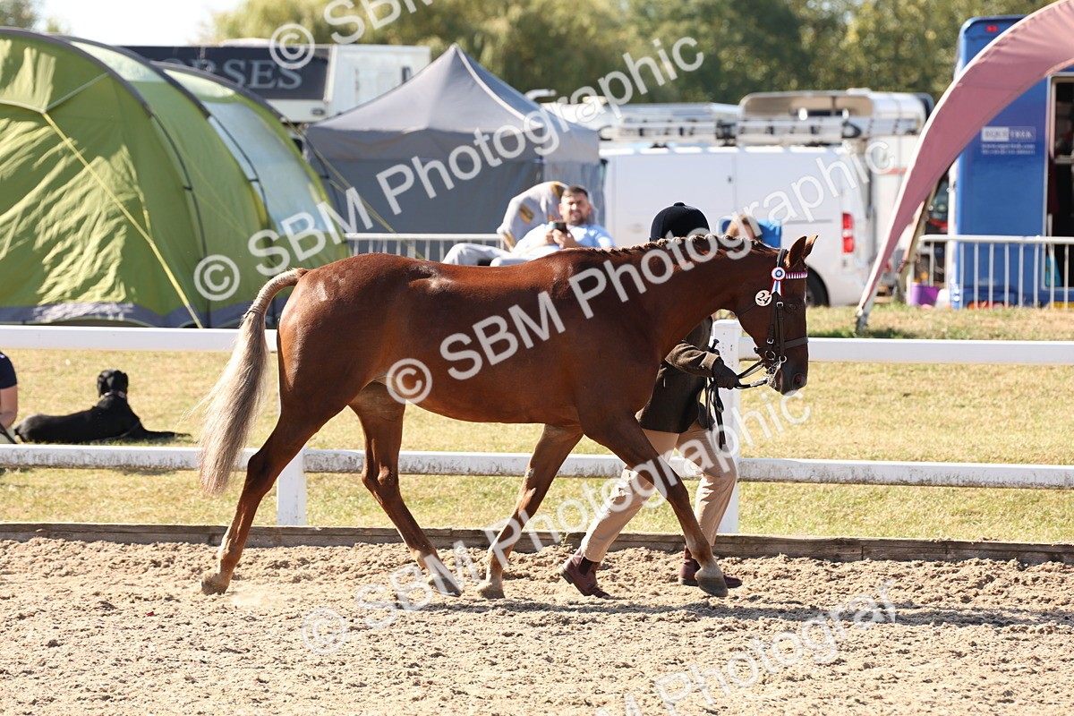 SBM_12815 - Class 205 - IH Show Pony - Show Hunter Pony