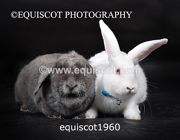 equiscot1960 - GIZMO & OSCAR