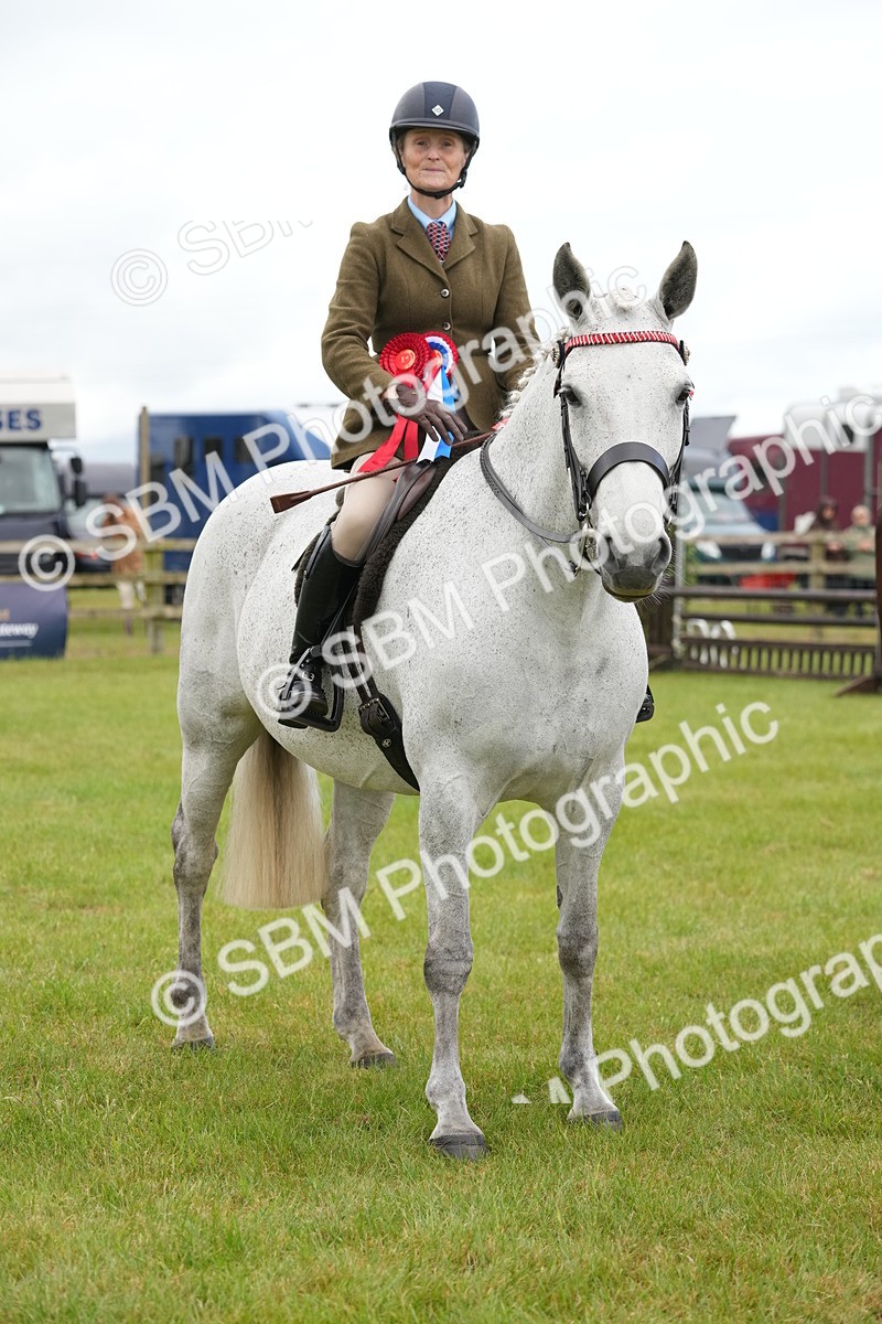 SBM_12860 - Class 97-98 - LIHS BSHA Rising Star Working Show Horse Hunter