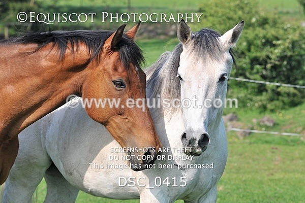 DSC_0415 - ARCHIVE REQUEST - Quincy and Guinness
