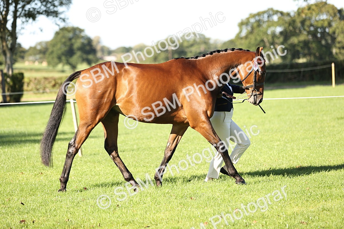 SBM_15757 - S1 - TSR in Hand Horse & Pony Showing