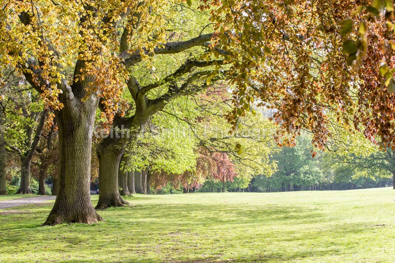 1KJS6720 - Trees in Abington Park