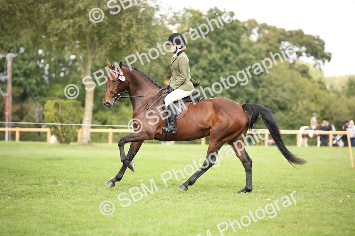 SBM_65945 - S64 - Riding Horse & Hack & Thoroughbred Ridden