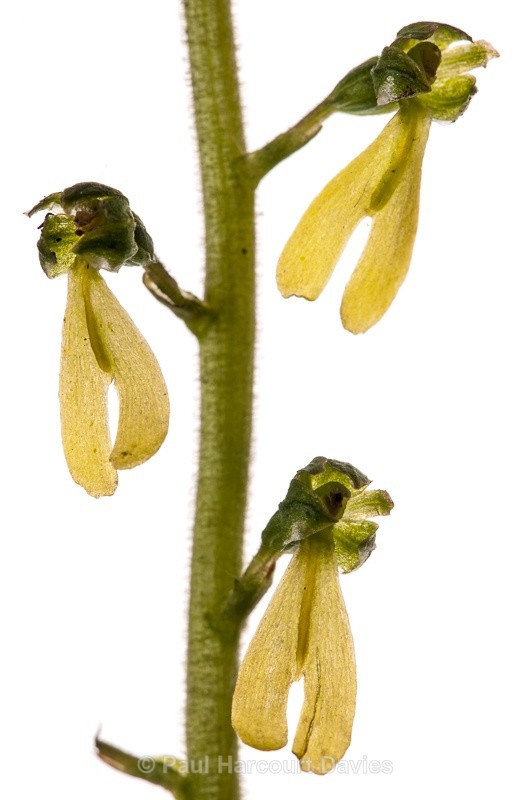  - WB: Orchids - Various