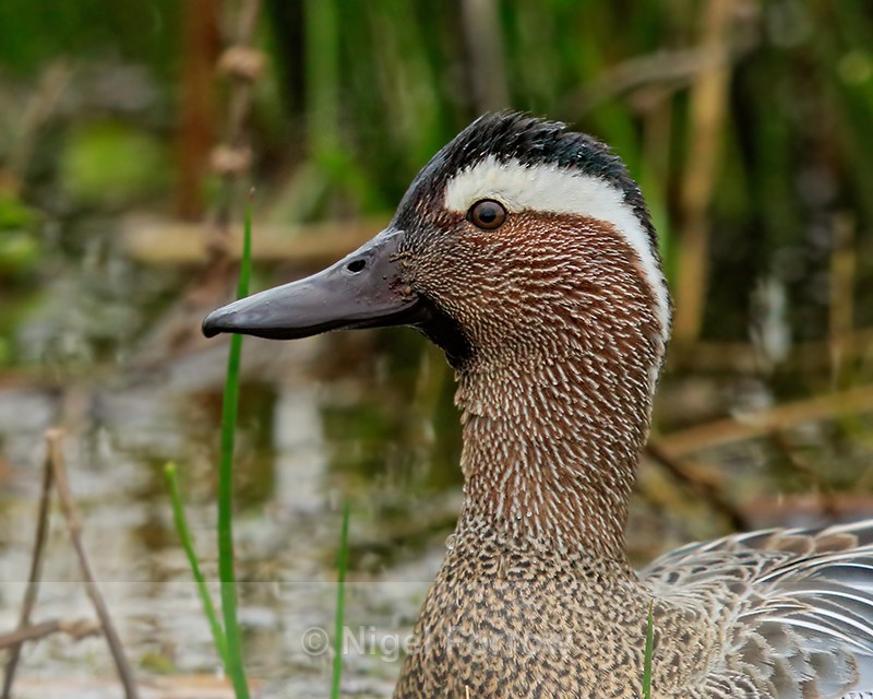 Garganey (male) close-up, Stratfield Brake, Oxfordshire - Garganey