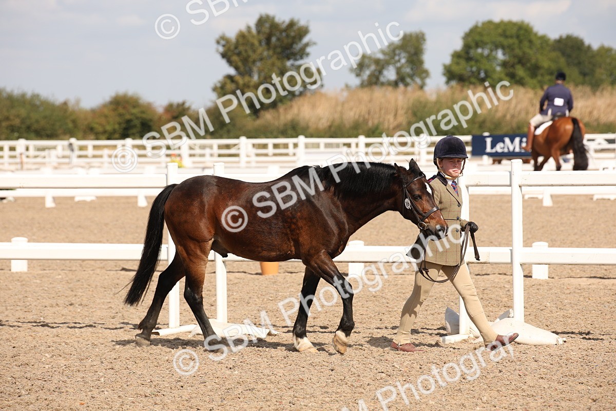SBM_03372 - Class 18 Handsomest Gelding (IH or Ridden)