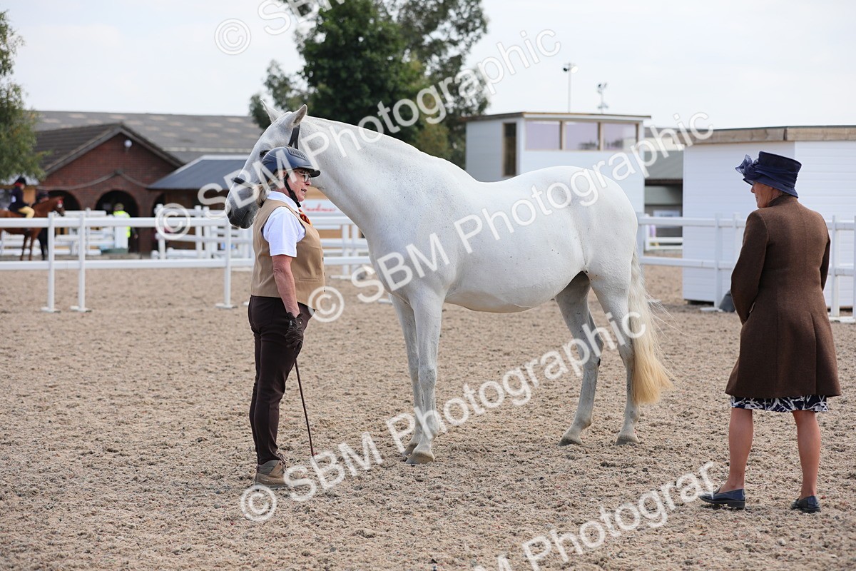 SBM_15821 - Class 312 IH Competition Horse/Pony