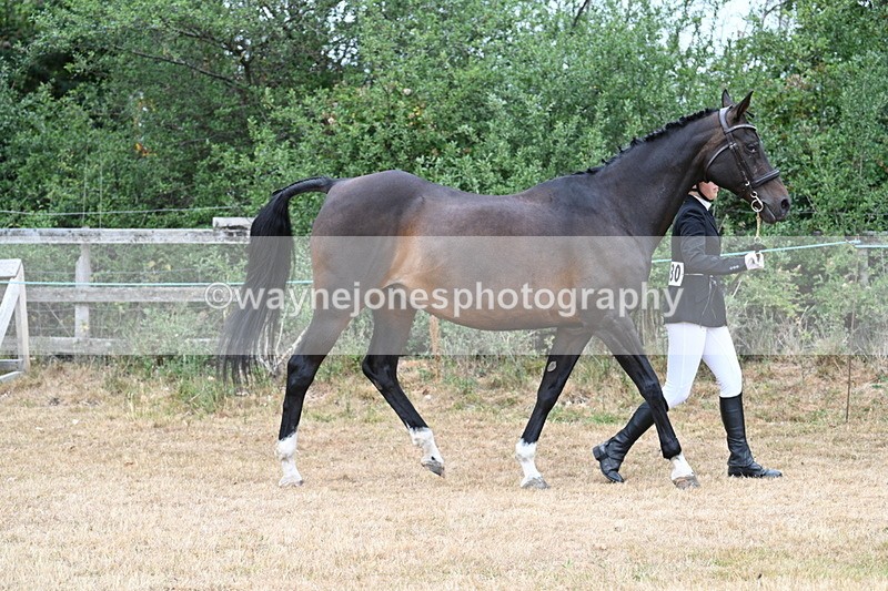 WJ7_9019 - Class 4a Prettiest Mare 14.2hh and over