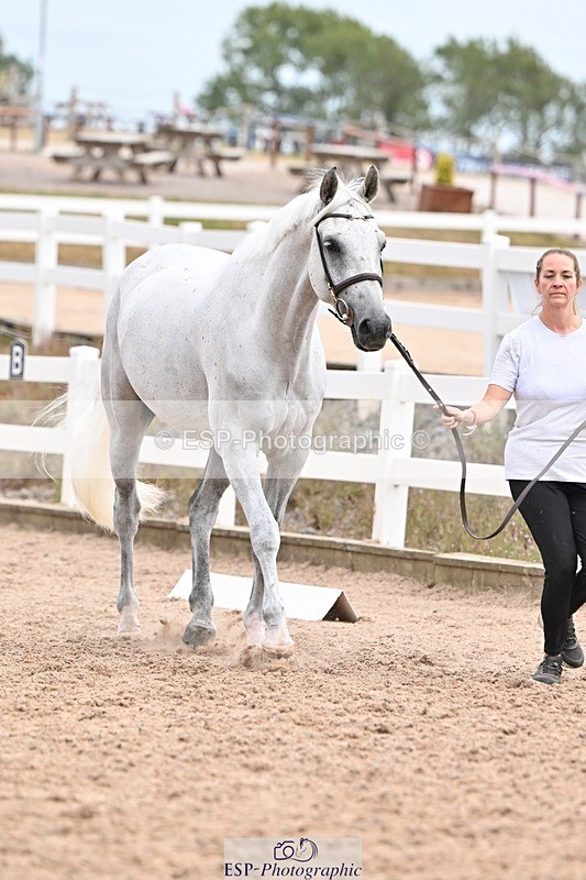 250716-152257-01895 - Trot Up 2.30 to 3.30