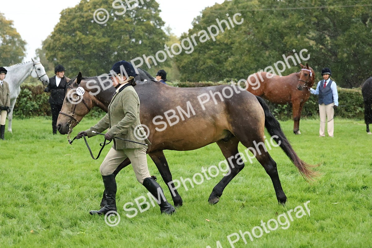 SBM_35329 - S10 - Best In Hand Horse & Pony