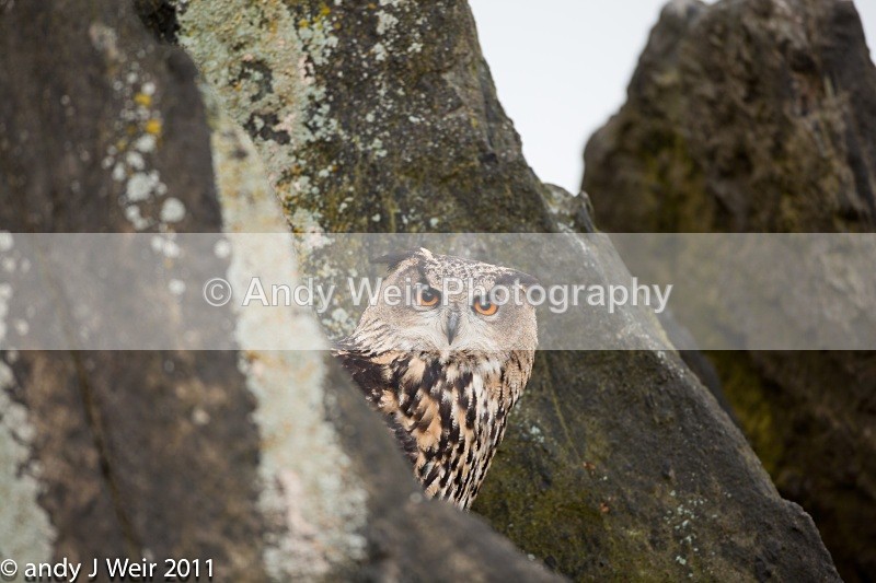  - Eagle Owl