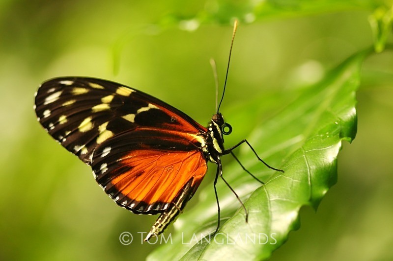 Harmonia Tiger Wing - Macro