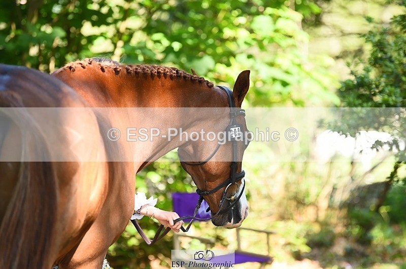 230524-160710-00696 - 208-NICO-Holly_Clarke-WEDTrotUp+DR