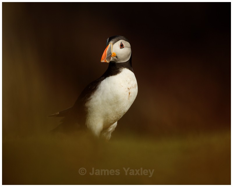 Dream Puffin 2 - Puffins of Skokholm Island