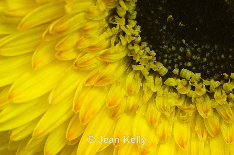 Flower - 2405 - Yellow