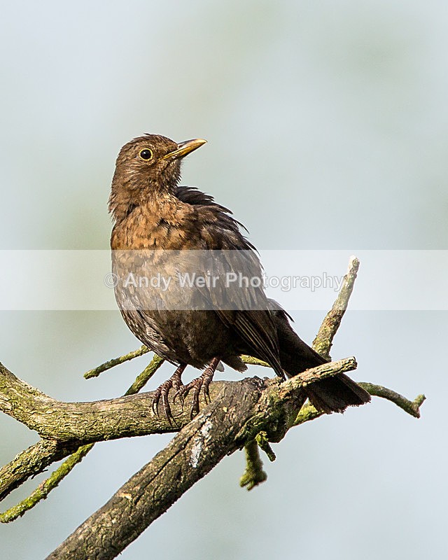 20140726-3K8A3880 - Thrushes