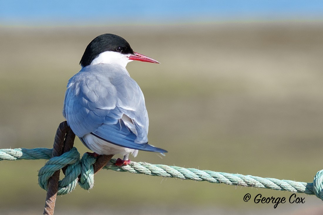 Arctic Tern - Svalbard - Realm of the Polar Bear
