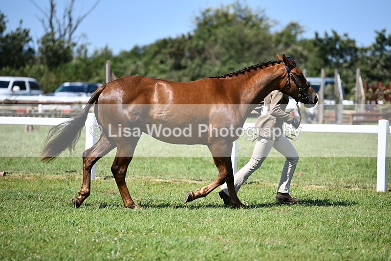 DSC_6878 - Class 57: Hunter/Riding Horse/Hack 1, 2 & 3 yr olds