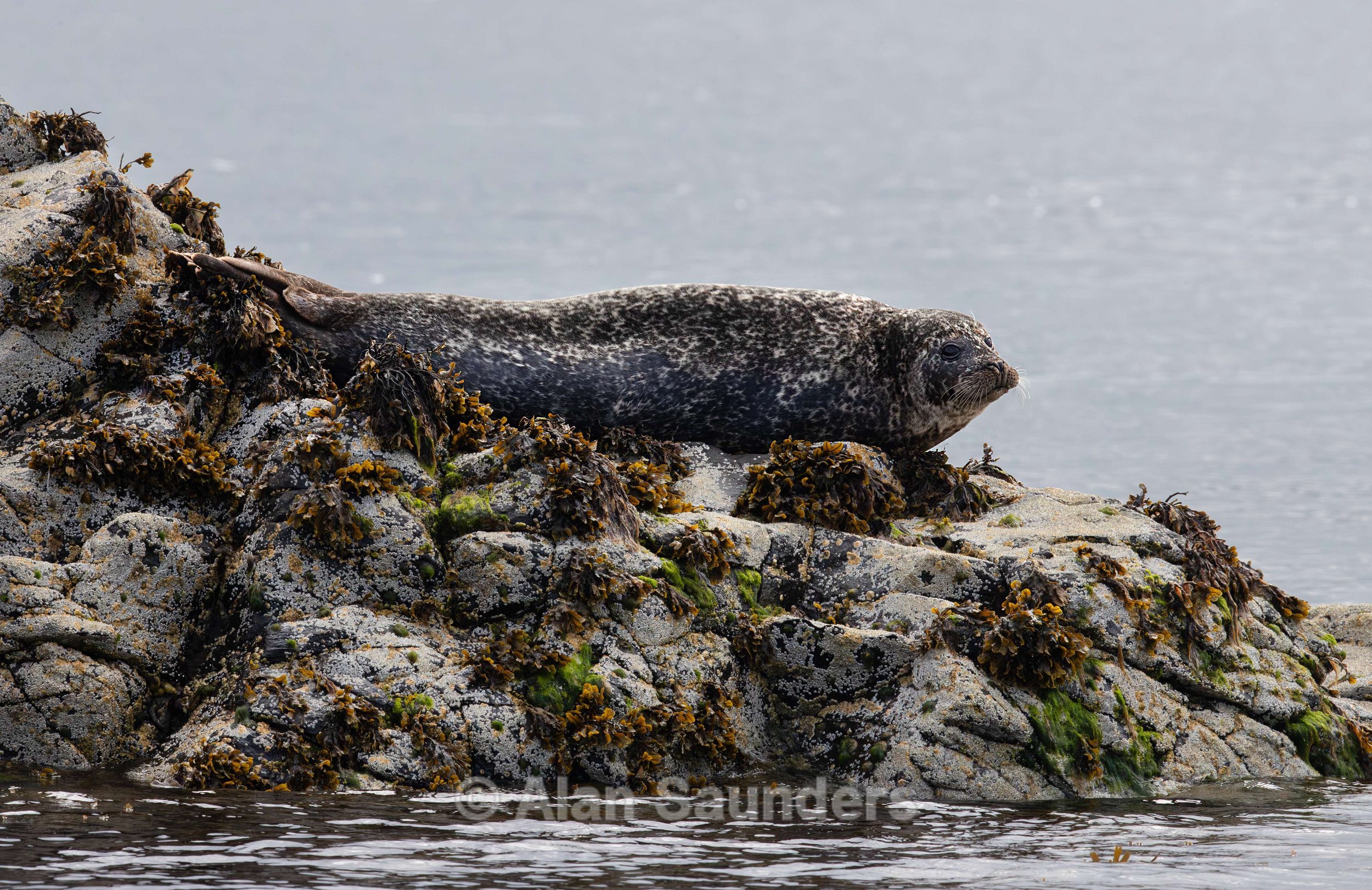 Common Seal 18