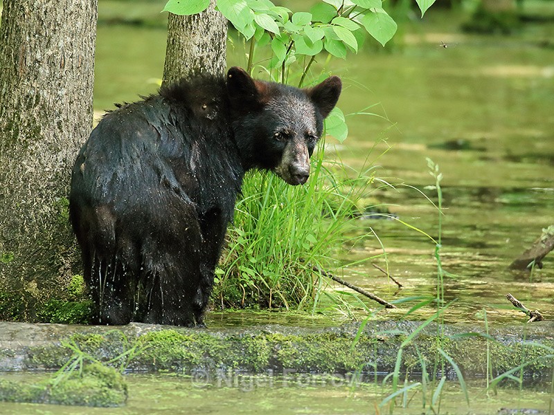 Wet Black Bear looks back, Minnesota - American Black Bear