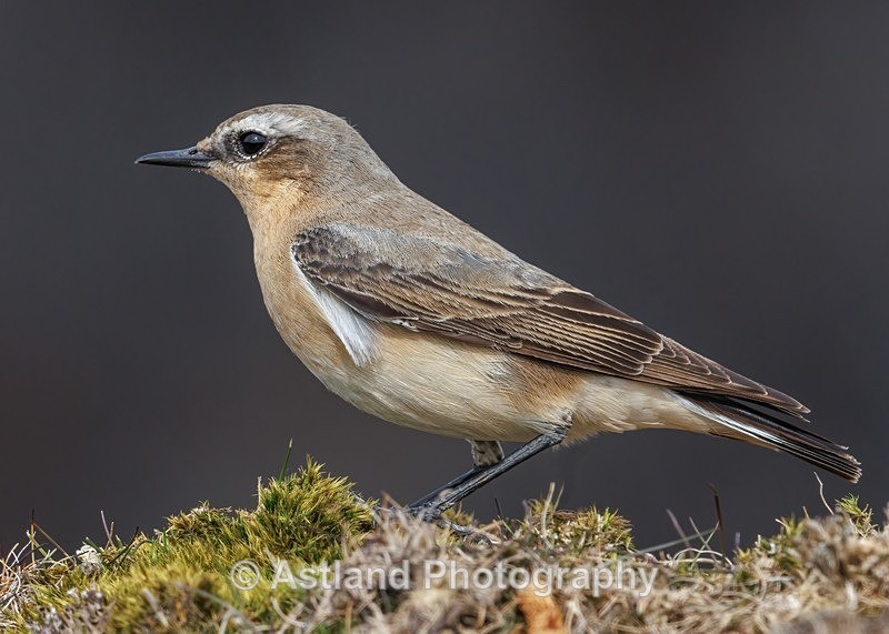 Wheatear - Latest Images