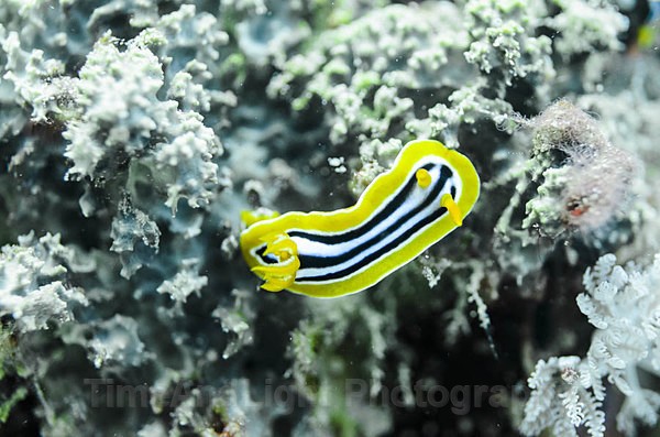 Pyjama striped nudibranch - Red sea Egypt