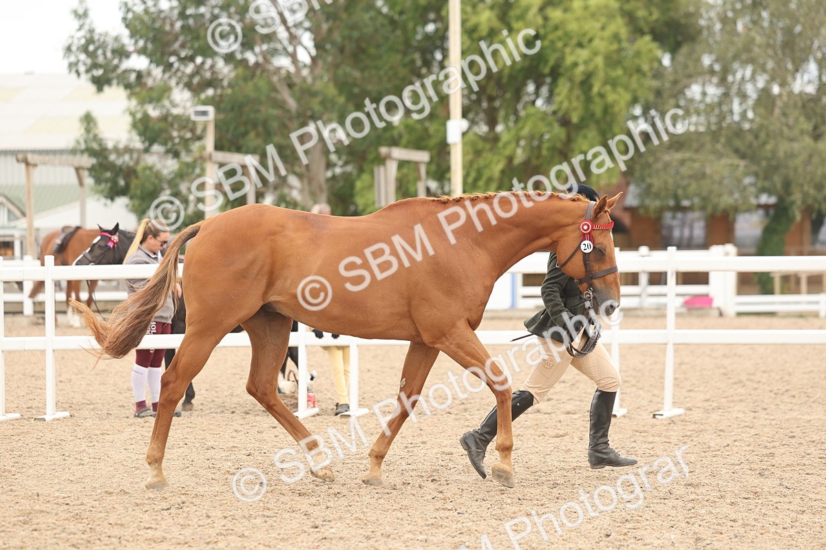 SBM_17082 - Class 313 - IH Retired Racehorse