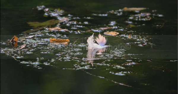 Feather Lite - Art And Nature