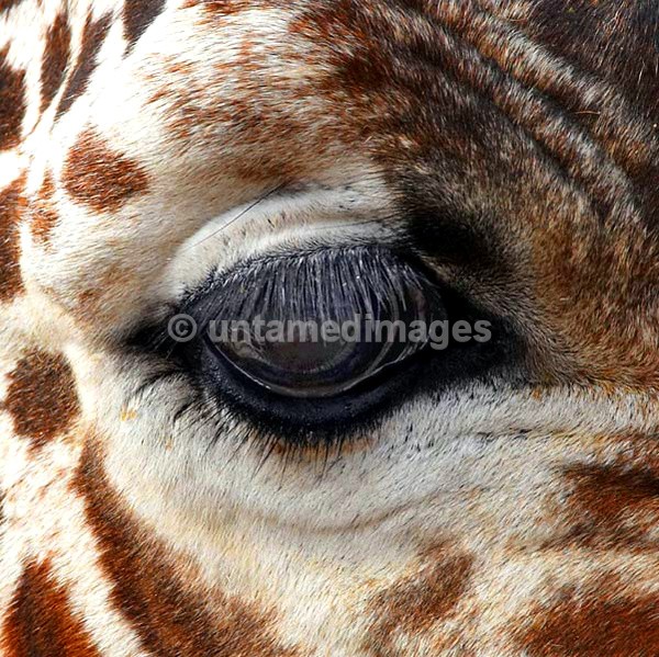 Giraffe - eye - Kenya