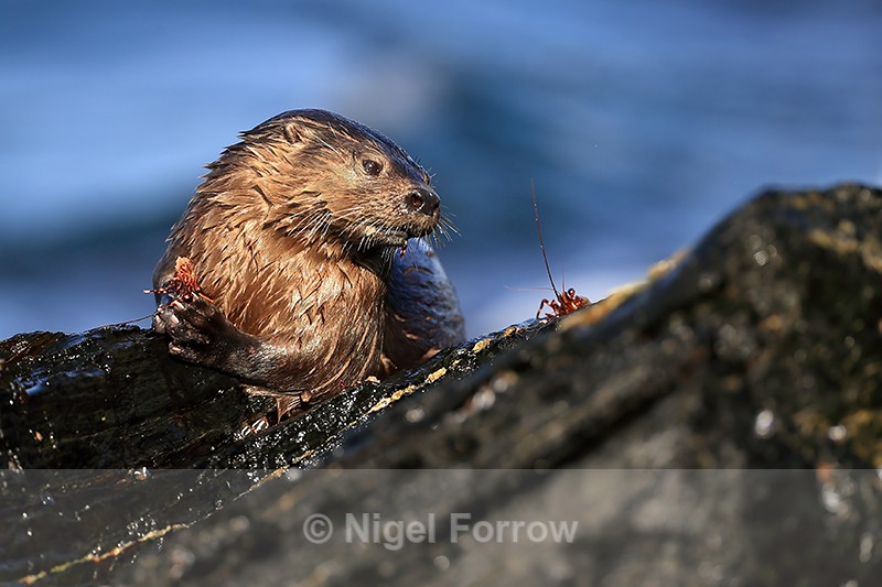 Marine Otter eyeing food, Chanaral Island, Chile - Otter