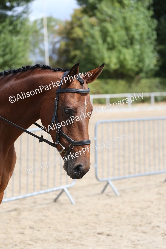 20260831-2664 - Class 15 - Ridden Retraining of Racehorses
