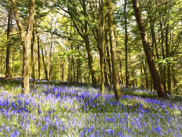 Bluebells in Paint. - Creative Scenery