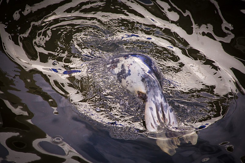 The Selkie - Abstract