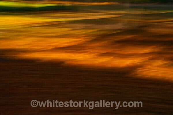  - Light In The Forest