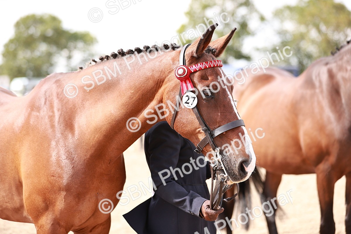 SBM_14227 - Class 407 - IH Hack Riding Horse