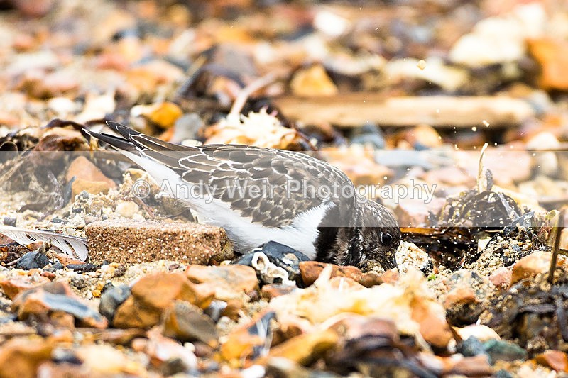 20130930-3K8A6378 - Turnstone