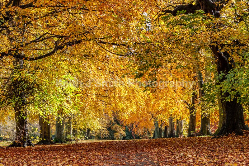 0SKJ0385 - Trees in Abington Park