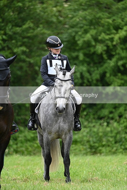 WJ7_4240 - Class 14A Handsome Gelding