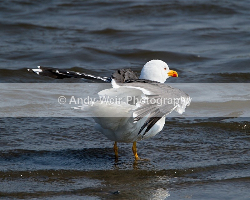 20110430-IMG_5200 - Gulls