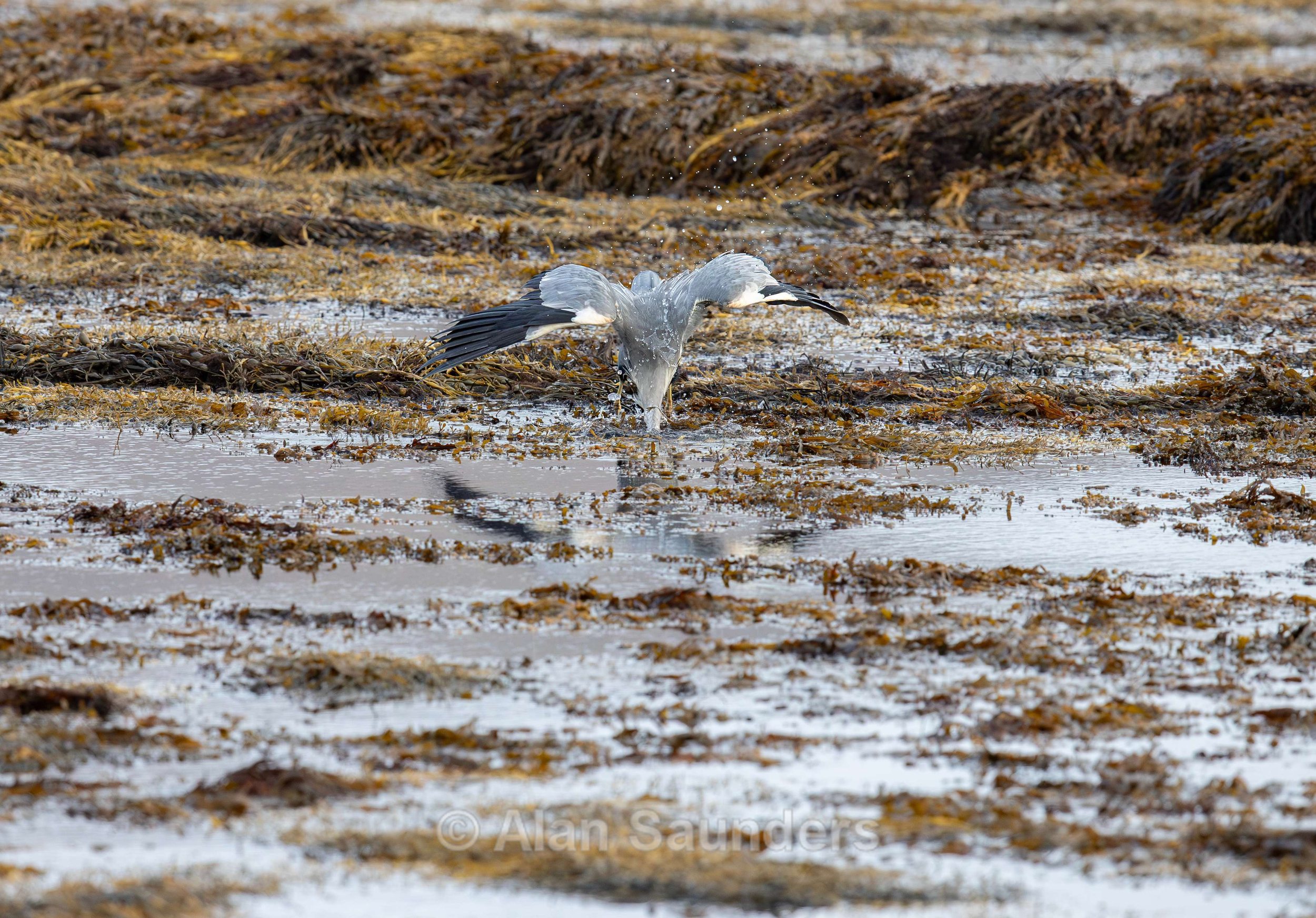 Grey Heron 10