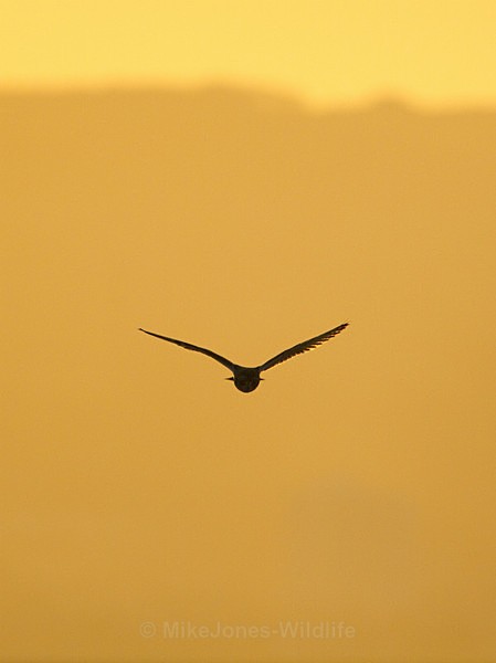 SHORT EARED OWL / REF SEO 22 - SHORT EARED OWLS