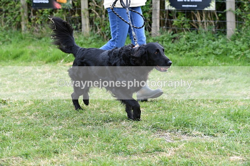 WJ5_0080 - Class 5 Best Veteran / 7 years & over