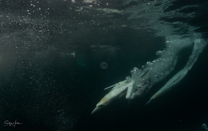 Gannets Underwater 4