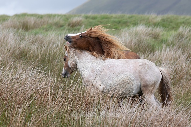 Wild Ponies - Bannau Brycheiniog - Wildlife
