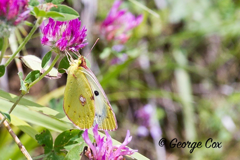 bergers clouded yellow pyrenees