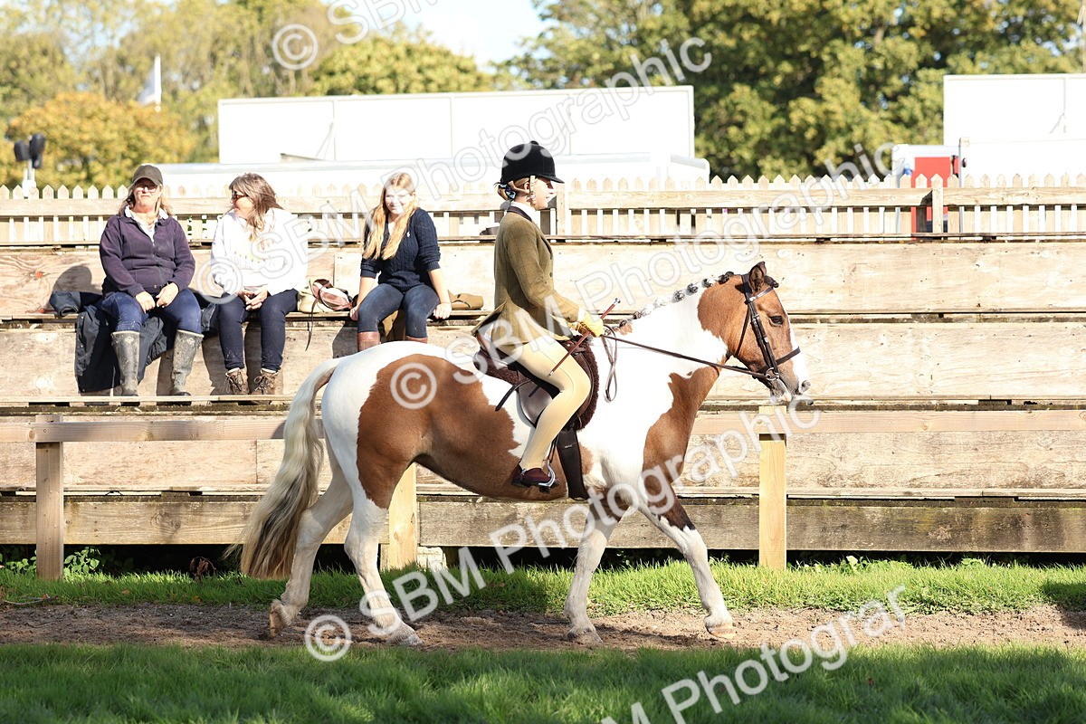 SBM_52333 - S13 - Pony Club Pony