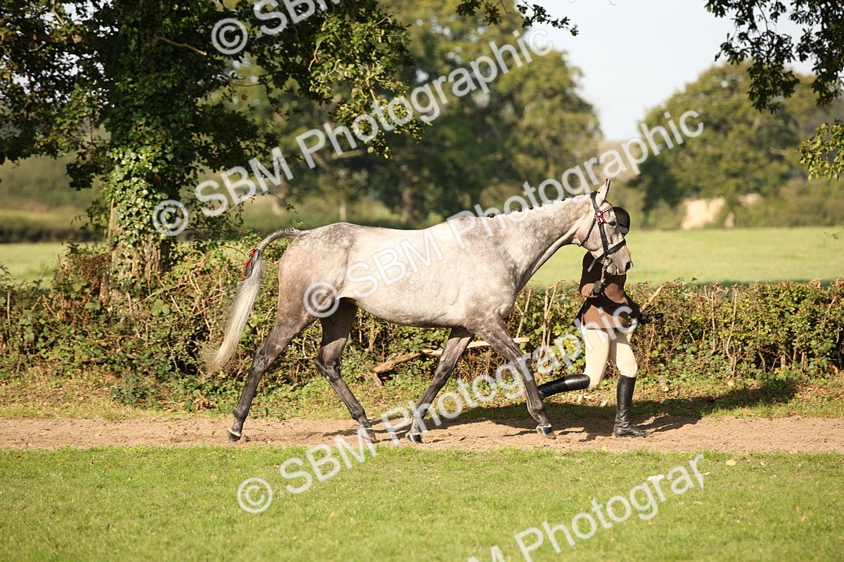 SBM_59337 - S52 - Other Coloured Horse In Hand