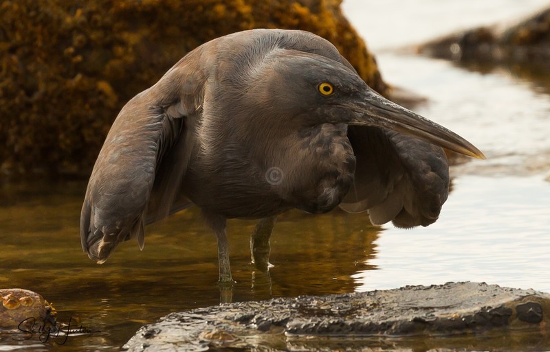 Heron Fishing 2